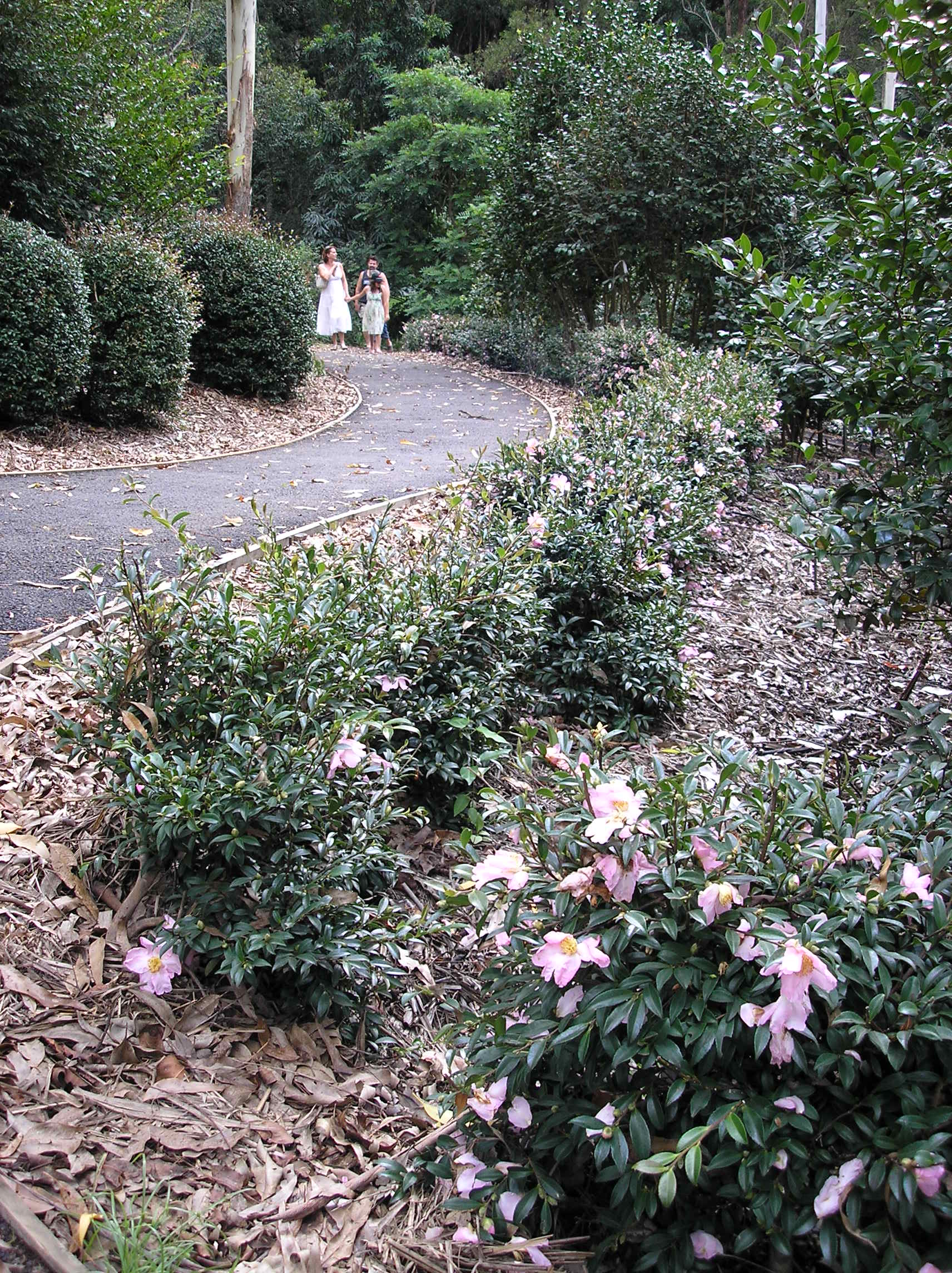 Camellia Garden Tamborine Mountain Botanic Gardens