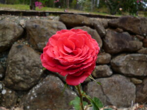 Rose Garden (4)