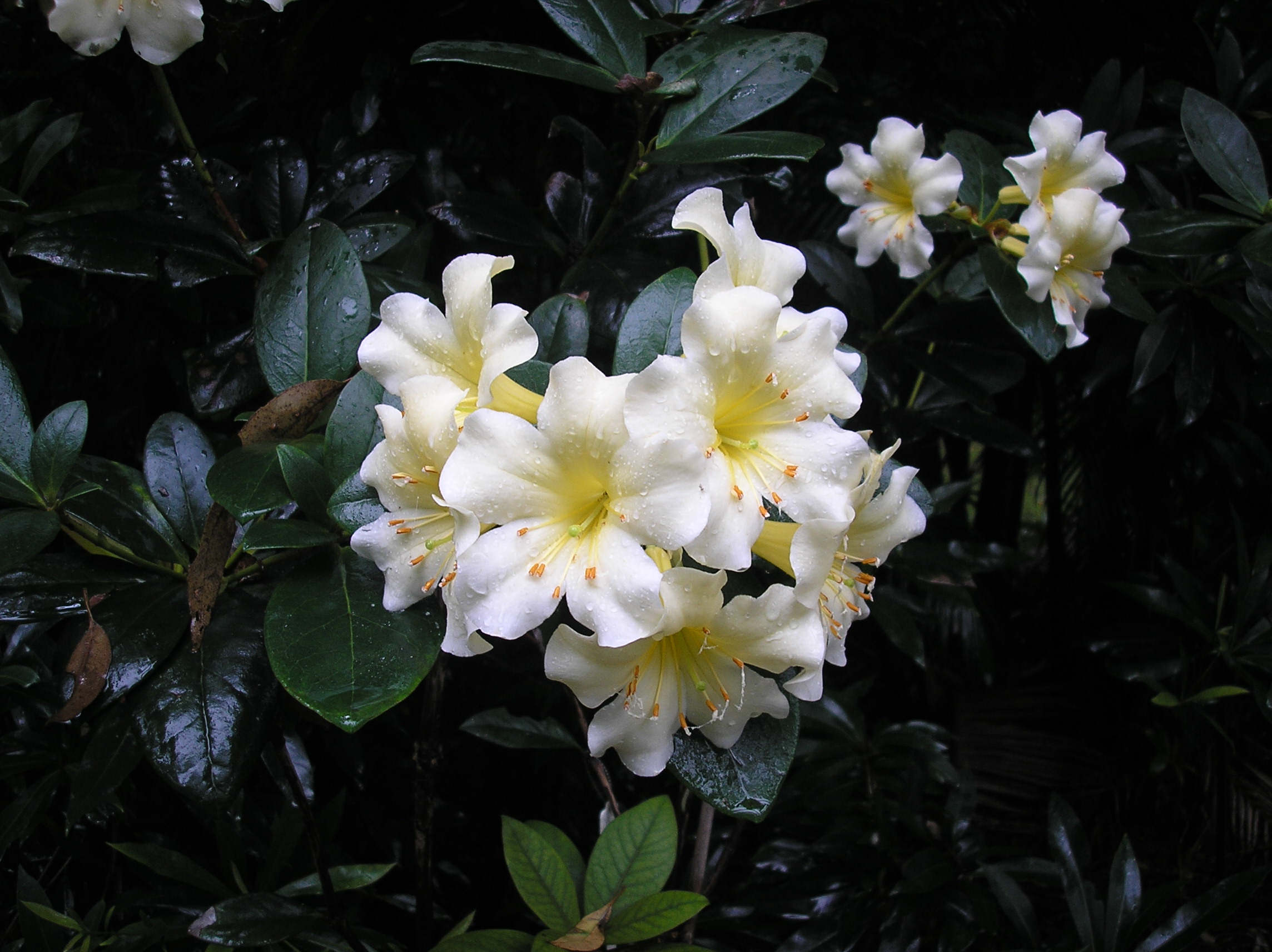 Rhododendron gardens
