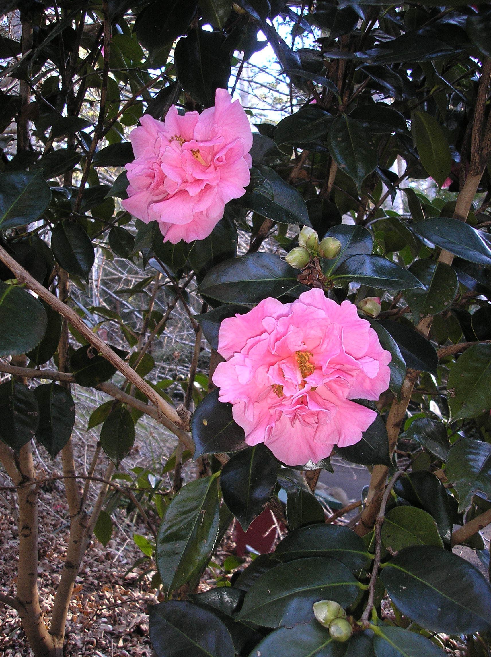 Camellia Garden - Tamborine Mountain Botanic Gardens