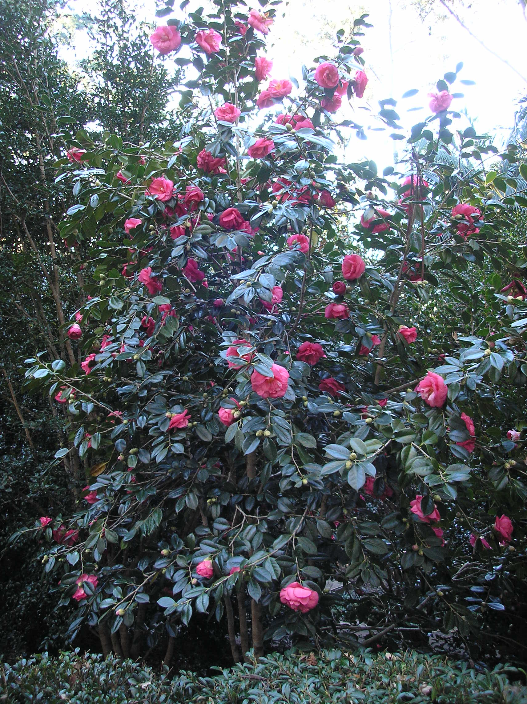 Camellia Garden - Tamborine Mountain Botanic Gardens