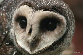 More Sooty Owl Walk News