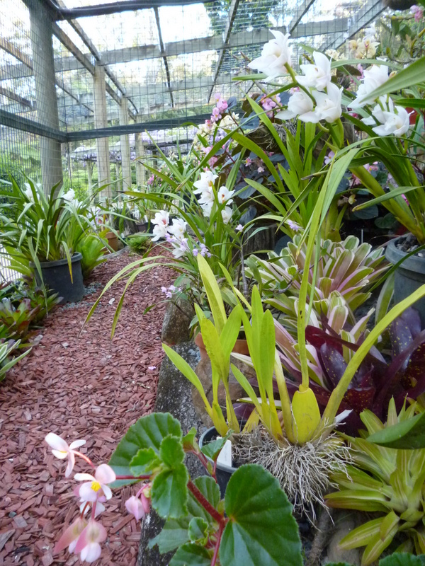 Orchid House (1) - Tamborine Mountain Botanic Gardens