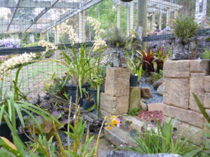 Orchid House (2)