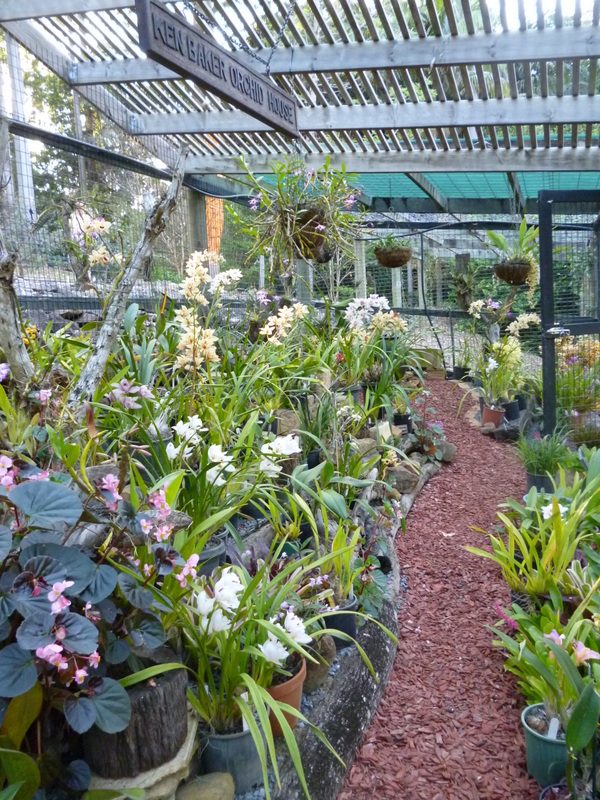 Orchid House in Bloom - Tamborine Mountain Botanic Gardens