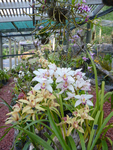 Orchid House in Bloom