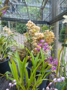 Orchid House (6)