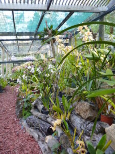 Orchid House (8)